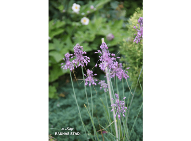 Allium carinatum ssp. pulchellum